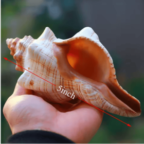 2PCS Conch Shell Large Natural Seashells For Fish Tank Wedding Decor Beach Theme Party Home Decorations (Color: White)